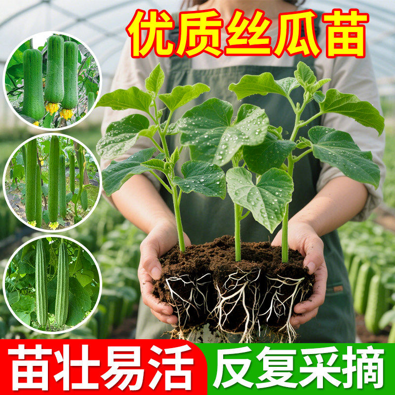 老土营养土铜钱修复神器!包浆恢复超神奇,古玩党必入!💰-护色剂-淘宝百科网