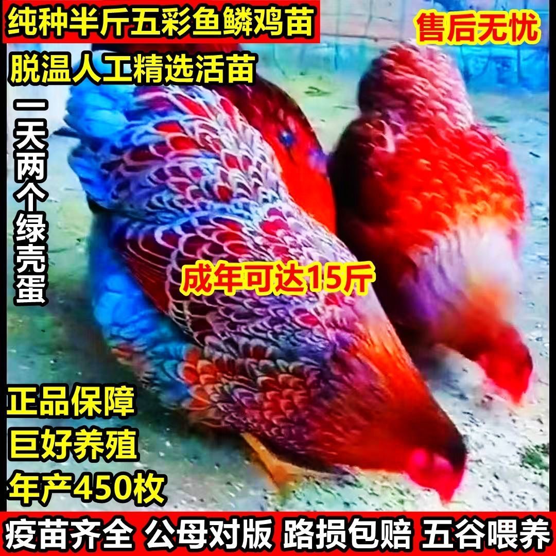 这个幻象让她震惊
