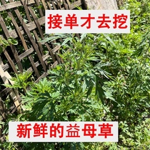 新鲜的益母草整棵带根发货女性姨妈草月经草开花益母草满3减5元