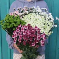 Daisy Semi -Tie случайный цвет (рекомендуется с основным цветочным материалом)