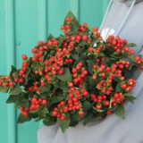 Цветок маленький Daisi Pacific Plutter Mei Yunnan Base Straight Fresh Poy Pinglang Ping Chrysanthemum Flower Isert Flower Beast Express