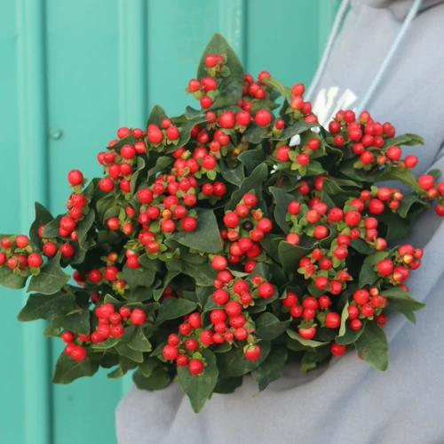 Цветок маленький Daisi Pacific Plutter Mei Yunnan Base Straight Fresh Poy Pinglang Ping Chrysanthemum Flower Isert Flower Beast Express