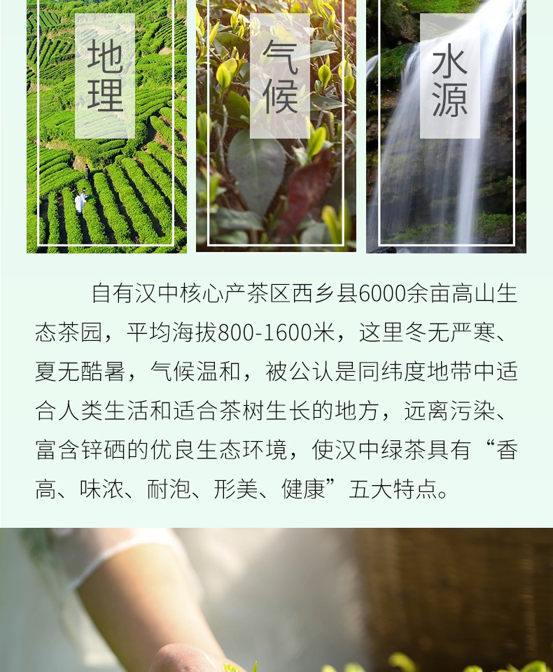 2021新茶汉中炒青绿茶250g
