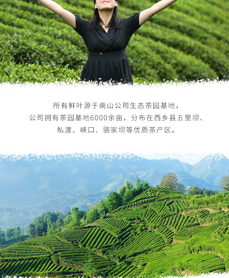 汉中红茶浓香小种红茶奶茶