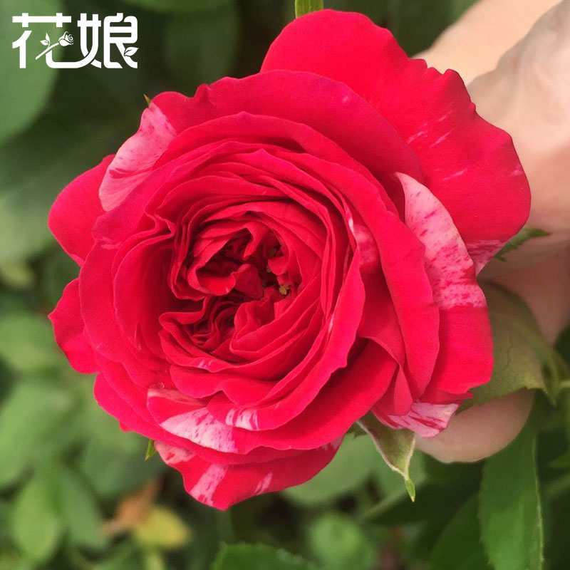 藤本月季伊蕾莎絲特月季大苗大花攀援花卉四季開花爬藤薔薇大苗 藤本月季伊蕾莎絲特月季大苗大花攀援花卉四季開花爬藤薔薇大苗