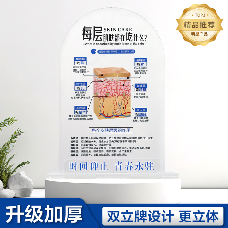 Beauty Store Decorations Skin Layering Display Stand Skincare Knowledge Layered Anti-Aging Skin Structure Display Board