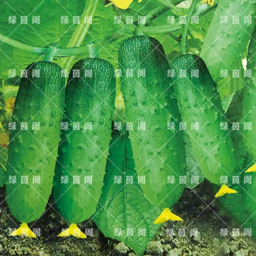 Книга Семена огурца огурца, поднимающиеся по земле, Три засухи огурца Семена Семена Балкон Весна и осенние сезоны фруктов и овощей 孑