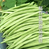 Ниньюн девять нефритовых маленьких золотых бобовых семян кауди -бобов