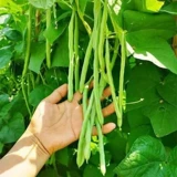 Ниньюн девять нефритовых маленьких золотых бобовых семян кауди -бобов