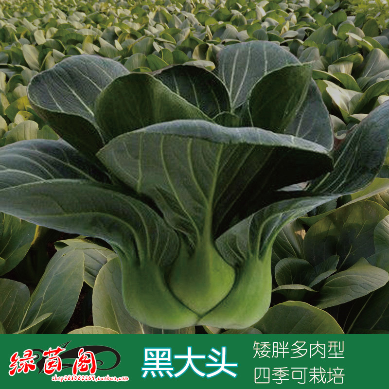 Black big-headed cabbage seeds large-leaved black leaf oil bright dwarf Suzhou green Shanghai green cabbage seeds four seasons vegetable seeds