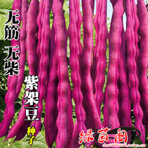 Purple Kidney Bean Seed Autumn Purple Rack Bean Horn Four Season Beans Red Cowpea Red Cowpea Fiber Less Meat Thick Pods Long Vegetable Seeds