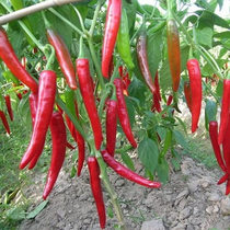 Sichuan II Golden Bar chilli seed Hole High-yield Line Peppers Seeds Spring Season Potted Terrace Farmhouse Vegetable Garden Vegetable Seed