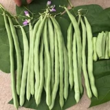 Ниньюн девять нефритовых маленьких золотых бобовых семян кауди -бобов