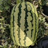 Ленивый ханва король арбуза гигантские семян без семян, сладкий король, сладкий король, сладкий семена весна, четыре сезона фрукты и овощи