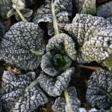 Семена пузырьков холодный реверс зимний холодный звезда Черный сердце Черный овощной черный овощные семена Черные овощи из зимних овощей 孑