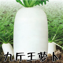 Spring and autumn season sow white radish seed relict four seasons nine pounds Wang Chi radish farm potted plant four seasons vegetable seeds and seeds