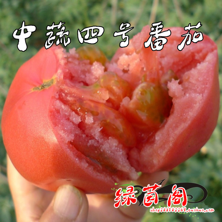 Sand Pulp Big Tomato Planting and vegetable Vegetable Fruits 4 Balcony Potted Fruits Fruits and vegetables Spring sowing old varieties Tomatoes Vegetable Seeds Seeds