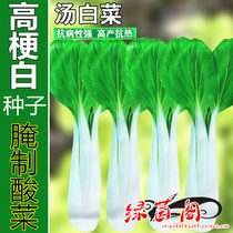 High stem cabbage seed larvae high stem cabbage rapeseed chicken feather vegetables Shanghai green pickled sauerkraut soup cabbage vegetable seeds