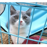 Дышащая сетка кошачья подвеска