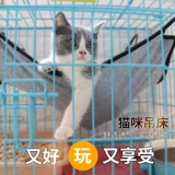 Дышащая сетка кошачья подвеска