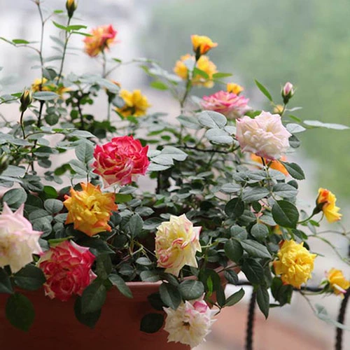 OU Yueto в этом сезоне розовые саженцы, смену радуги радуги, маленькие пятиселевые винограды Эта розовая балкон -саженцы розовые саженцы