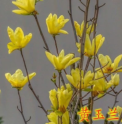 Магнолия саженцы белые магнолию большие саженцы фиолетовые магнолия, ноль, саженцы магнолии, саженцы магнолии, зеленые саженцы зеленые саженцы