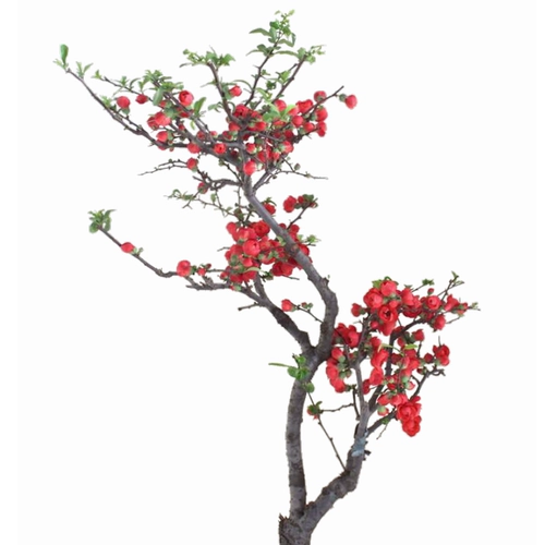 Балкон -цветочная комната, саженцы для цветов с балконом бегония