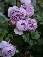 Лавандовое цветочное кольцо