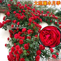 Драгоценные камни песчаных драконов красного дракона (крупная виноградная лоза цветет в течение четырех сезонов)