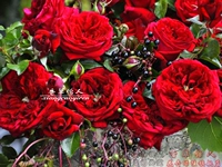 Ангелы розового королевства