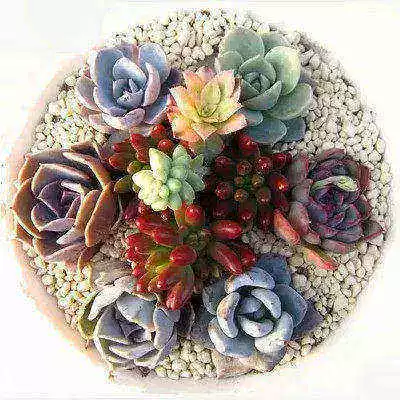 24 суккулентные растения содержат горшечные растения, такие как Huanglihong Jade и т. Д.