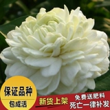 Глава с высоким уровнем высокого класса