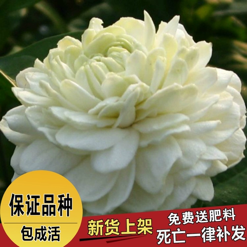 Глава с высоким уровнем высокого класса