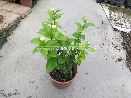 Глава с высоким уровнем высокого класса