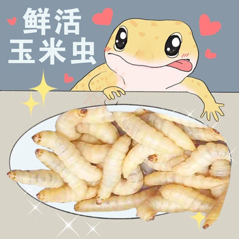 Fresh nutrition cornworms are high in protein