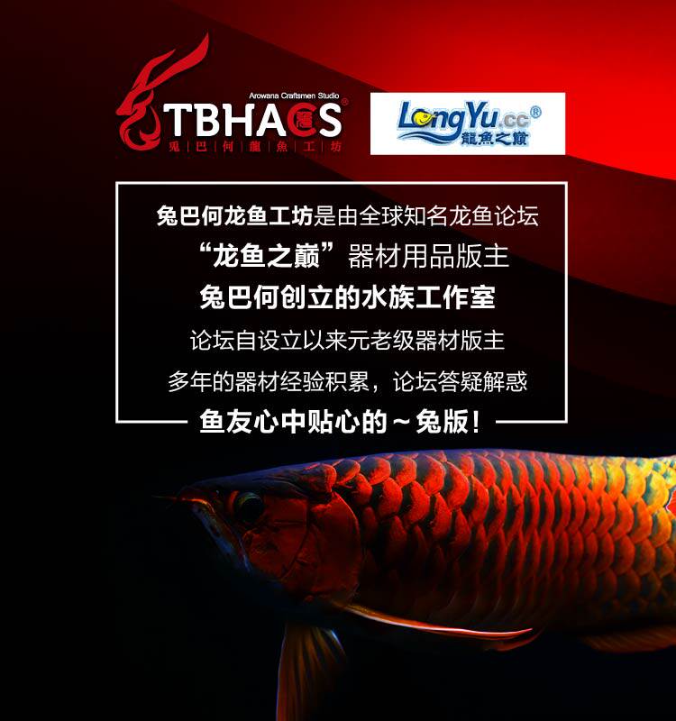 Вершина кроличьей рыбы -дракона -01.jpg