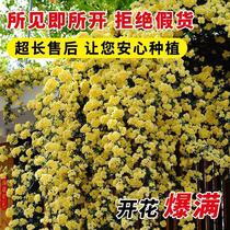 Yellow Costus Flower Seedling Climbing Vine Plant Heavy Petals Red White Costus tree sapling Rosaceae Four Seasons open flower Balcony Courtyard Potted Plant