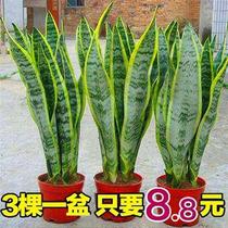 Phnom Penh Tiger Piran Potted Flower Multi-meat Water Cultivated Indoor suction Office Four Seasons evergreen tiger tailorland