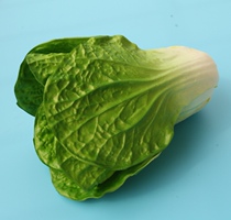 Simulation fruit and vegetable models Home cabinet kitchen decorations Hotel store furnishings Simulation cabbage