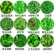 Green Plant Background Wall, Simulated Plant Wall, Three-Dimensional Greening, Lawn Wall Decoration, Balcony Indoor Plastic Lawn Fence