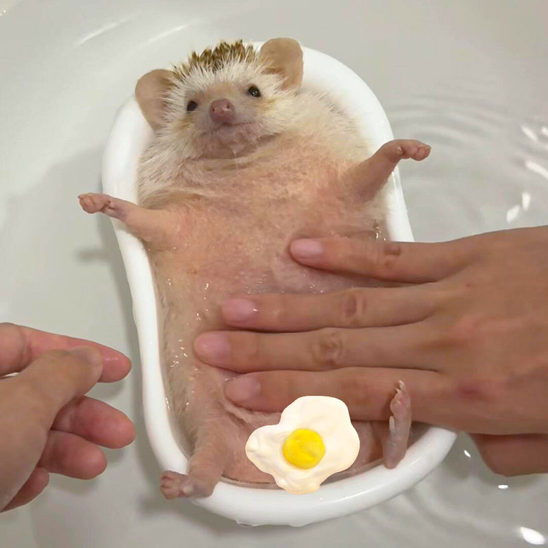 Ceramic Bath Tub for Hedgehogs, African Mini Hedgehogs, Hamsters, Golden Hamsters, Dual-Use Dry and Wet Bath Tub with Bath Sand Ceramic Bath Tub for Hedgehogs, African Mini Hedgehogs, Hamsters, Golden Hamsters, Dual-Use Dry and Wet Bath Tub with Bath Sand