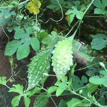 山苦瓜fresh small wild bitter melon green vegetable nice