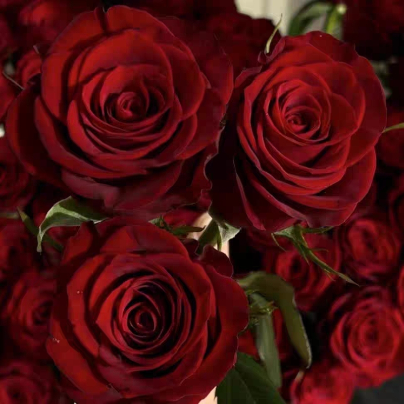 Red Rose Flowers for Proposal, 99 High-Quality Red Roses, Direct Delivery from Yunnan Base, 520 Valentine's Day Roses