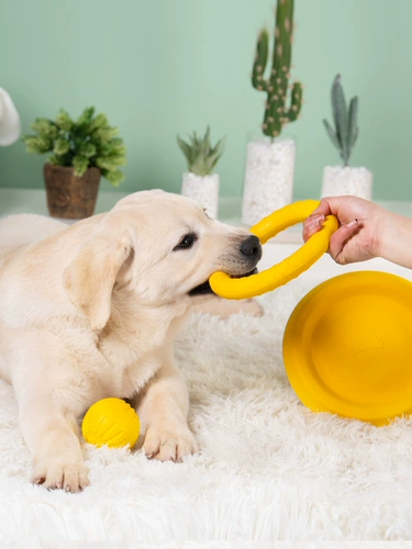 Игрушка, интерактивное фрисби для тренировок, домашний питомец, избавление от скуки