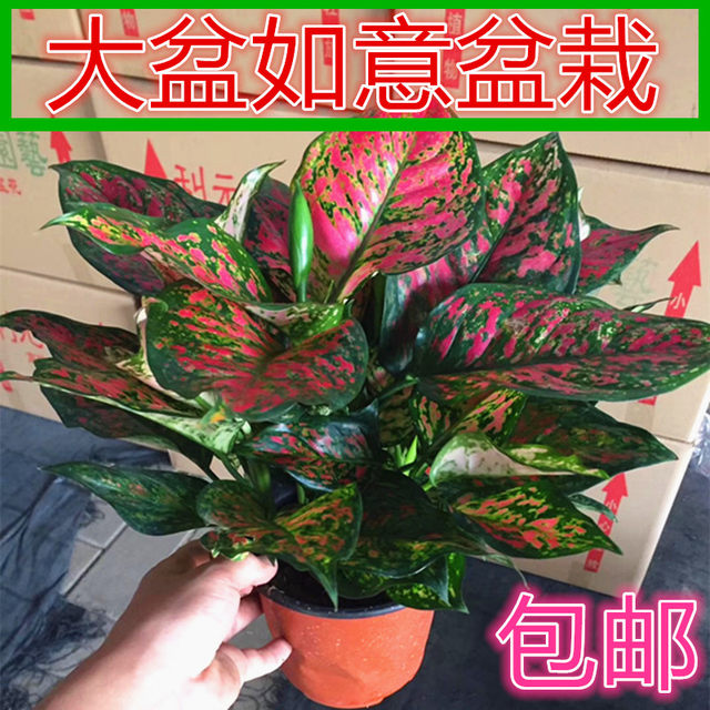 Big ruyi potted queen perennial green flower office green plant absorbs formaldehyde to purify the air living room desk
