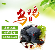 Longevity Township Guangxi Donglan Miscellaneous grain feeding natural pollution-free characteristics black chicken vacuum packaging chilled distribution