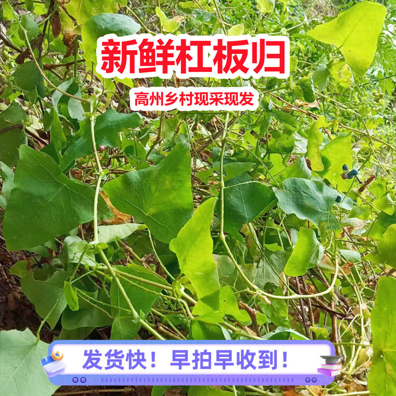 Fresh, Raw, Freshly Picked Snake from Guangdong, Sun-Dried, Grass-Like Snake, Not Suitable for Skin Bathing, Free Shipping