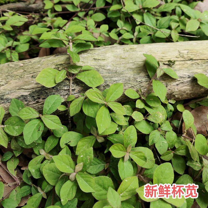 Fresh Cupwort, Snake-Afraid Grass, Panic Grass, Freshly Picked and Shipped, Small Verbena, Fine Grass with Inverted Stems, Free Shipping