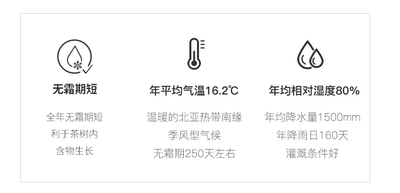 呱呱星 2020新茶 安吉白茶 125g 图2