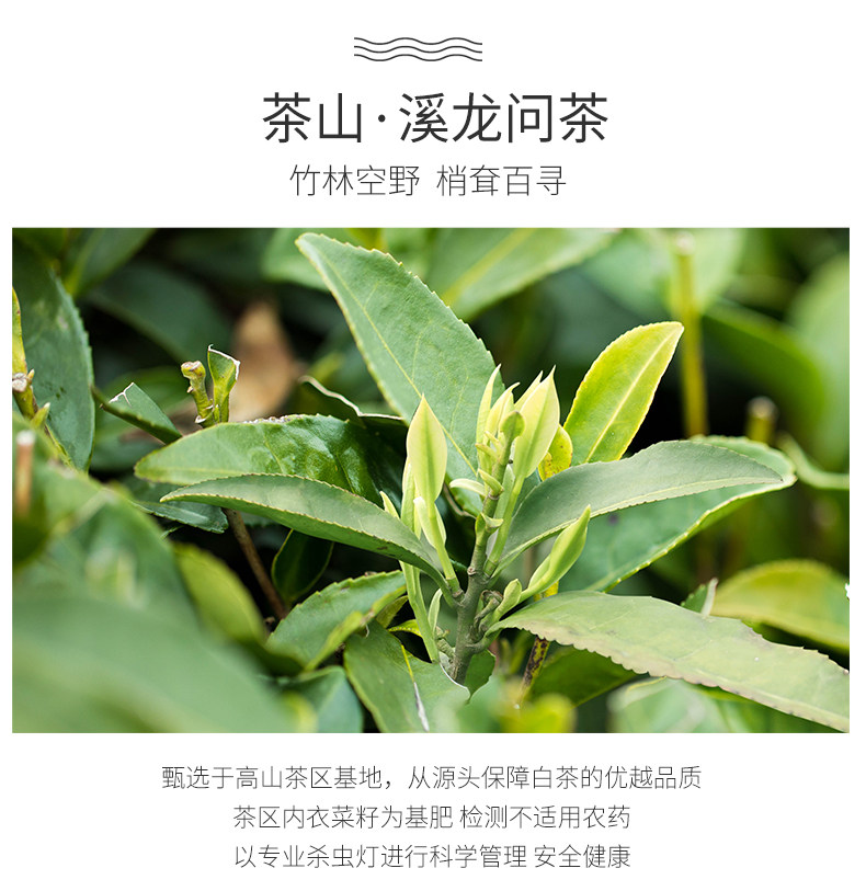 呱呱星 2020新茶 安吉白茶 125g 图3